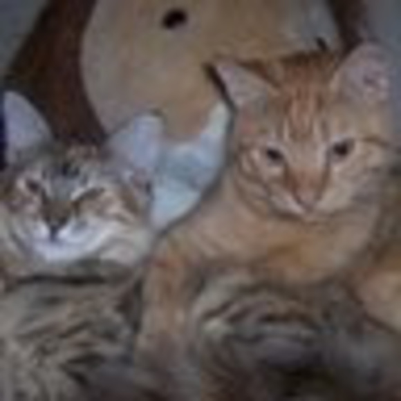 Meet your Posher, Michelle - Picture 1 of 1